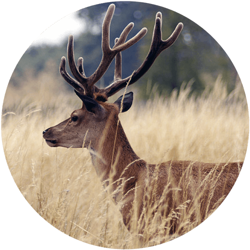 Fallow Deer