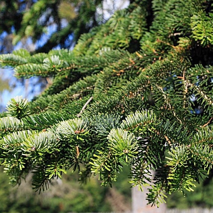 Abies nordmanniana (Caucasian Fir) Plants | British Hardwood Tree Nursery