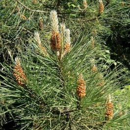 Pinus sylvestris (Scots Pine) Plants | British Hardwood Tree Nursery