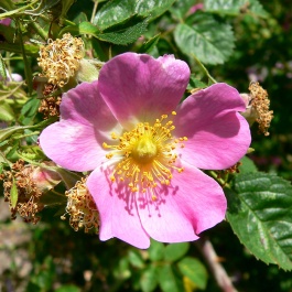 briar rose flower meaning