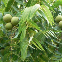 Juglans nigra (Black Walnut), British Hardwood Tree Nursery | British ...