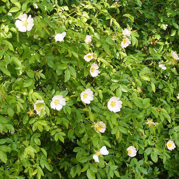 Rosa canina (Dog Rose) Plants | British Hardwood Tree Nursery