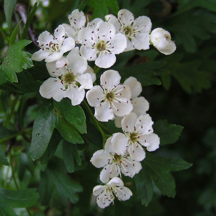 Crataegus monogyna Hecke