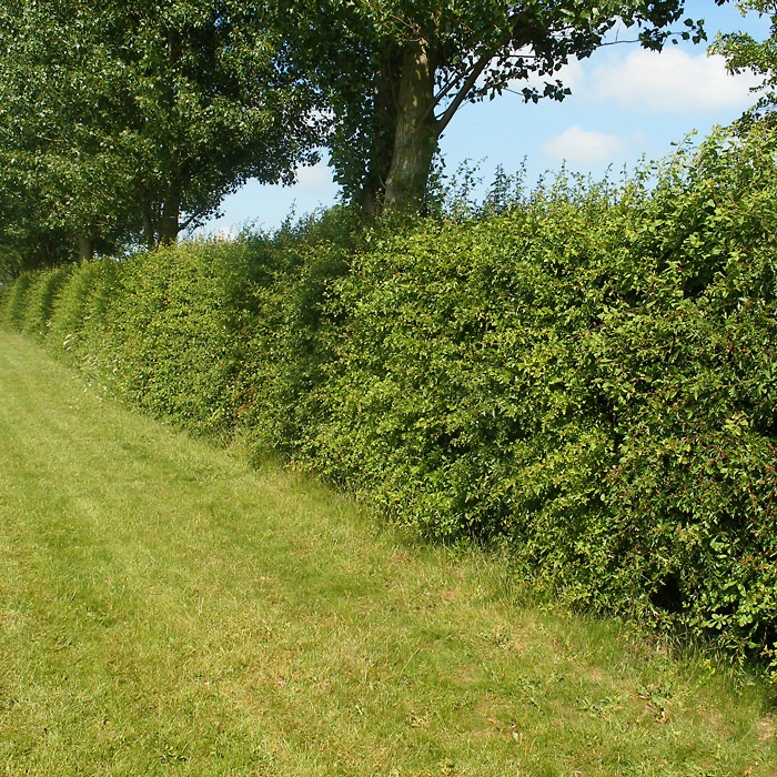 Crataegus monogyna Hecke