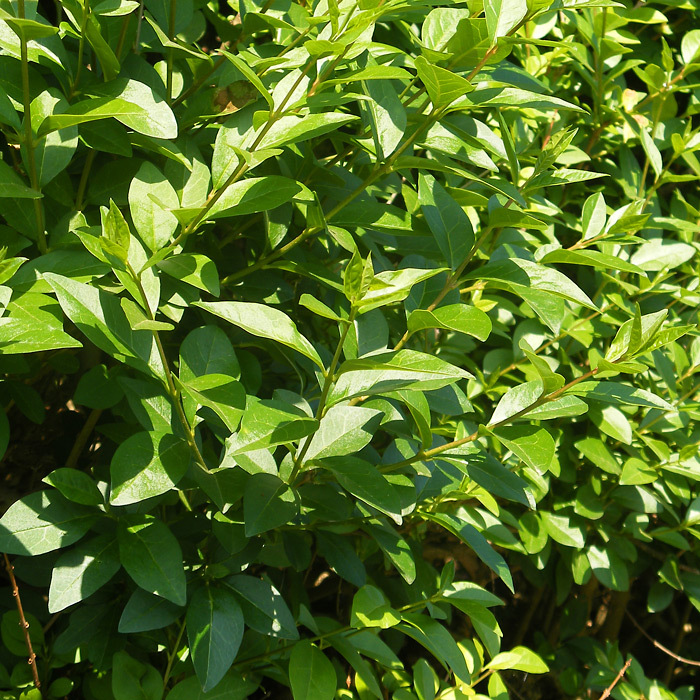 Ligustrum ovalifolium - Oval Leaved Privet
