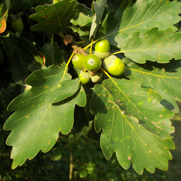 Quercus petraea - Sessile Oak