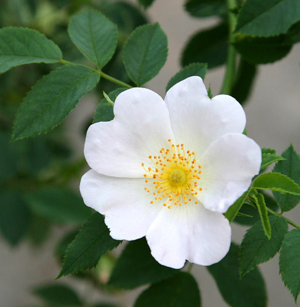 Rosa arvensis - Field Rose