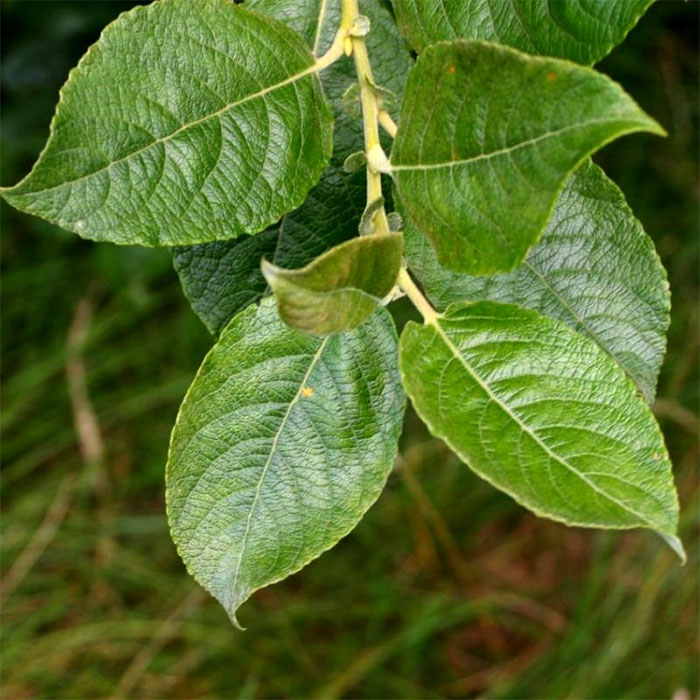 Salix cinerea - Grey Willow