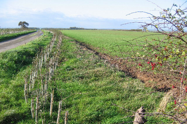 Field hedgerow